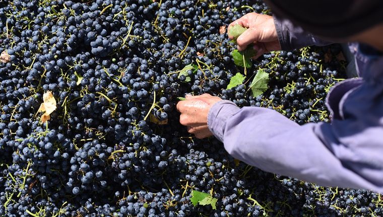 Por la inestabilidad, los precios de la uva se piden en dólares. Inicio de una disputa anunciada. Foto: Archivo