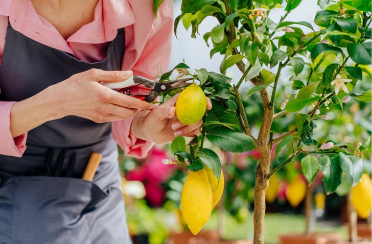 La técnica de poda que puede ayudar a la salud de tu limonero. Foto: Shutterstock La técnica de poda que puede ayudar a la salud de tu limonero. Foto: Shutterstock