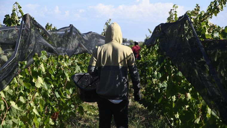En plena vendimia, los bodegueros recibieron una muy buena noticia en el mercado interno. Foto: Rodrigo DAngelo / MDZ