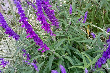 Las plantas perennes para tener en casa. Las plantas perennes para tener en casa.