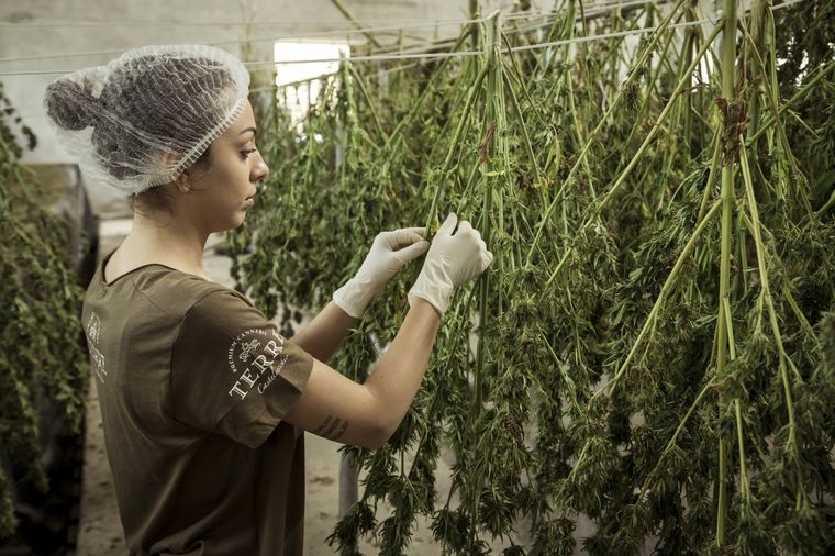 Reclaman por personas detenidas que cultivaron marihuana para consumo personal. Foto: Pixabay