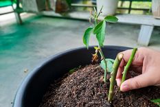 Con este método, los esquejes de rosa logran desarrollarse en condiciones controladas, aumentando las posibilidades de éxito Foto: Shutterstock