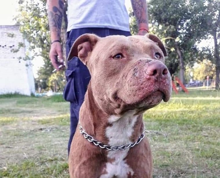 ¿Tu perro está entre los más guardianes?