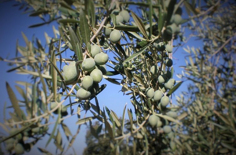 Foto: Procesoliva.blogspot.com