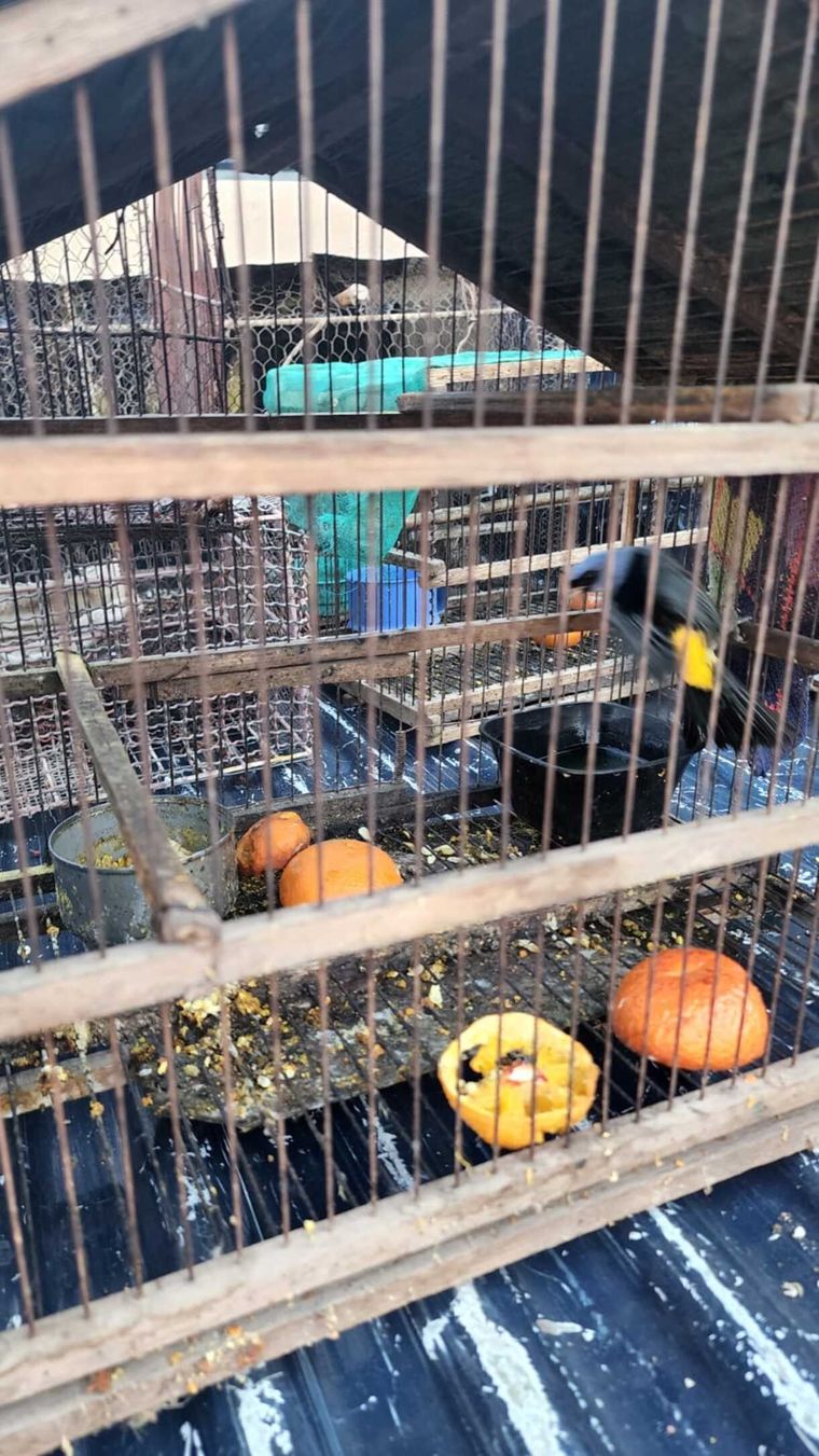 Varias especies fueron recuperadas