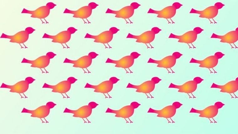 Acertijo visual, reto visual, pájaro Pinterest Foto: Archivo MDZ