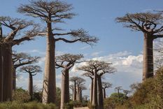 Por sus peculiares formas y gran altura los baobab son uno de los árboles más famosos del mundo. Foto: GETTY IMAGES
