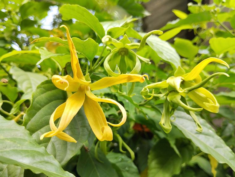 Este árbol es clave para tener la casa perfumada durante todo el año.