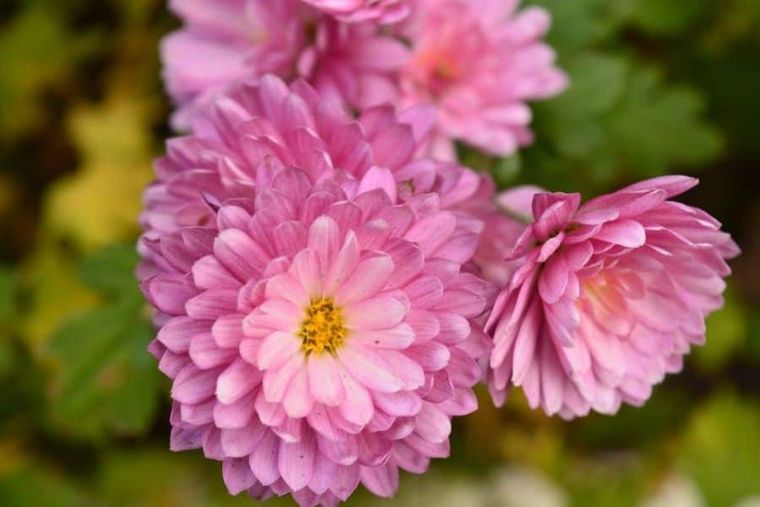 Los crisantemos combaten la humedad de la casa Foto: Shutterstock