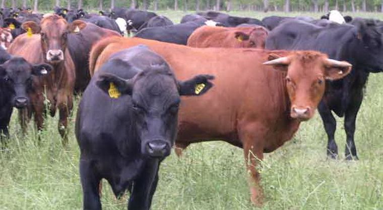 Ganado bovino mendocino, la esencia de ser de COPROSAMEN