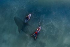 Surfeando se dieron el susto de sus vidas con un enorme tiburón blanco