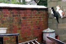 ¡capos!: mira el parkour impecablemente sincronizado de dos gatos