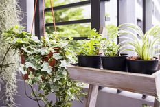 JARDÍN PLANTAS COLGANTES Foto: Shutterstock