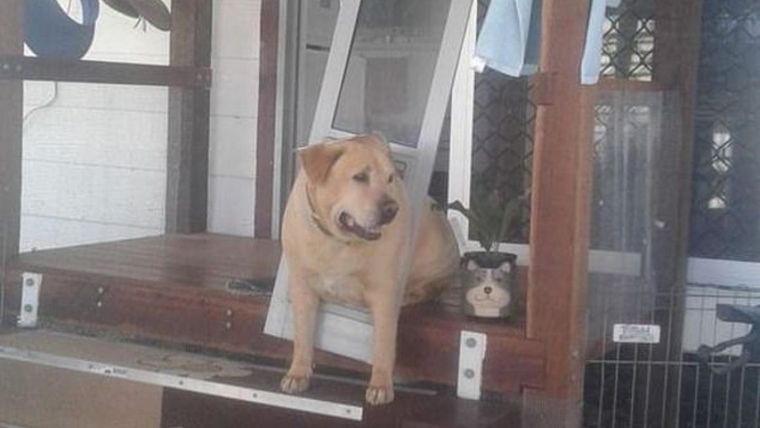 Labrador, chico fornido, Drax