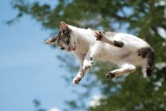 De alguna forma que permanece misteriosa para la comunidad científica, los gatos se las ingenian para caer de pie.