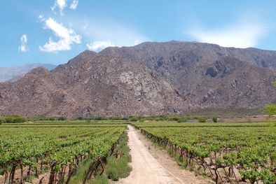 MDZol | El abogado Pablo Pirovano cuestionó la cautelar del juez federal de La Plata derogando el artículo 154 del DNU 70/2023 referida a la Ley de tierras Foto: Argentina.gob.ar
