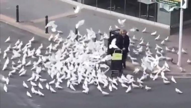 La mujer acechada por las hambrientas aves en las calles de Barcelona