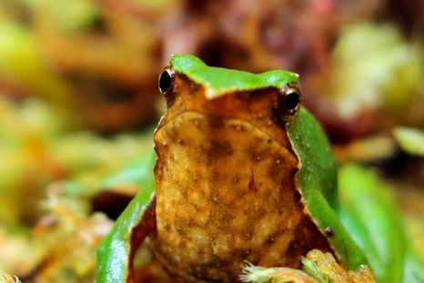 En Argentina y Chile, la rana de Darwin (imagen) es una de las especies que está en peligro extremo. Foto: ranitadedarwin.org