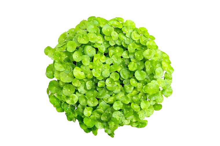 centella Una planta muy poderosa. Foto: Fuente: Shutterstock