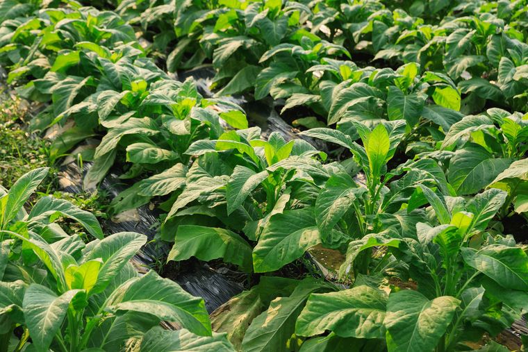 Planta de tabaco Planta de tabaco