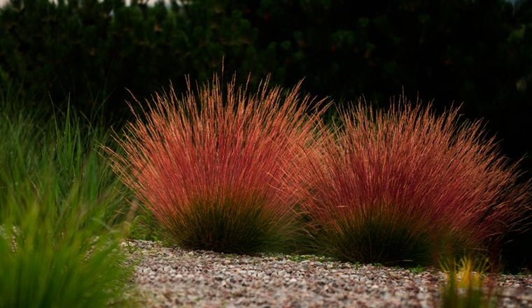 Las gramíneas ornamentales aportan profundidad y movimiento sin recargar el jardín.