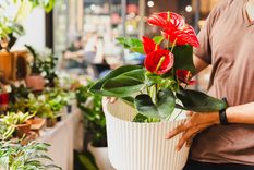 El Anthurium rojo es la planta estrella de esta Navidad. Foto: Shutterstock