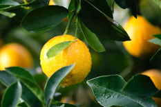 ¿Querés sacar el mayor proyecto de tu limonero? Te dejamos el paso a paso definitivo para que te hagas limonada todos los días Foto: Pexels