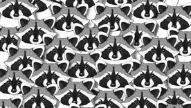 ACERTIJO VISUAL ACERTIJO VISUAL, RETO VISUAL, PANDA Foto: ARCHIVO