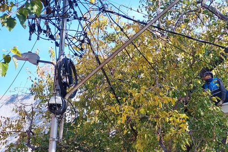 Ya rige la nueva ley de arbolado público en Mendoza. Ya rige la nueva ley de arbolado público en Mendoza.