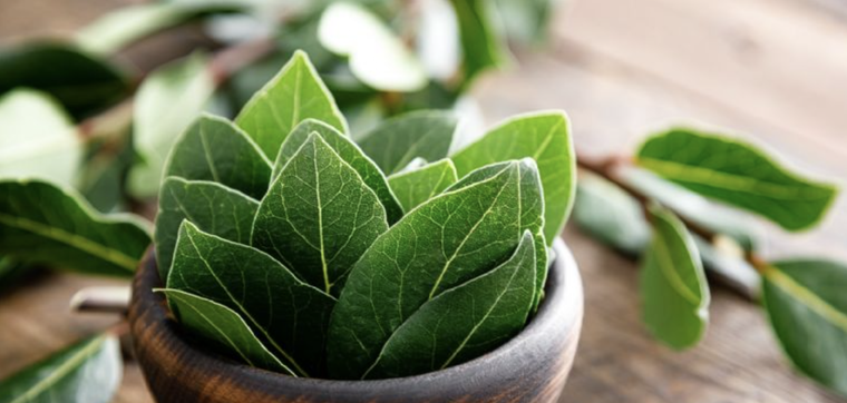 Con unas hojas de laurel puedes mejorar el aroma de tu ropa Foto: Shutterstock