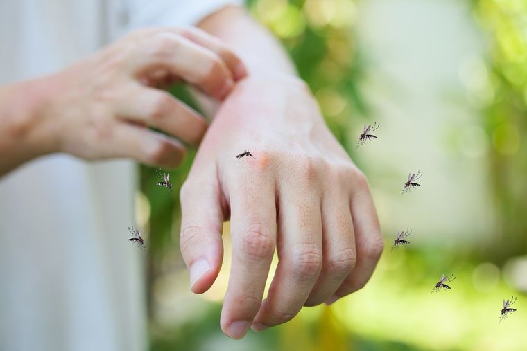 Adiós a los mosquitos de tu hogar Foto: Shutterstock
