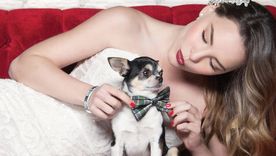 Foto: https://www.dogalize.com/es/2017/10/belinda-conoces-su-simpatico-perro-gizmo/