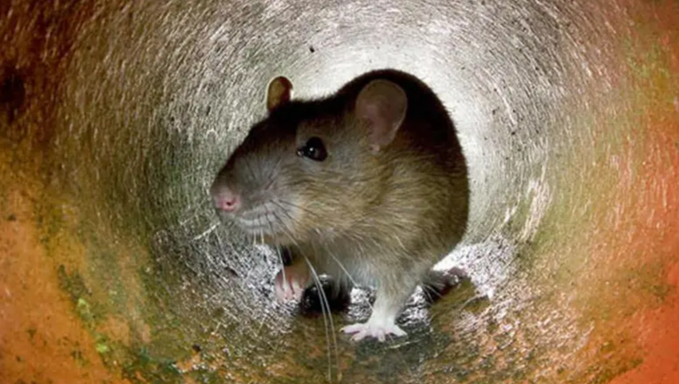 Un sueño que a veces es inquietante.