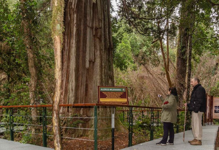 Este bosque del Parque Nacional Los Alerces guarda algunos de los árboles más antiguos del planeta.