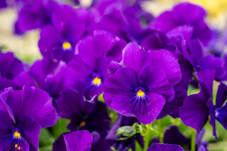 Estas flores son perfectas para plantar en marzo en el jardín.
