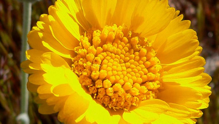 Las caléndulas aportan tonos anaranjados y ayudan a repeler plagas. Las caléndulas aportan tonos anaranjados y ayudan a repeler plagas.