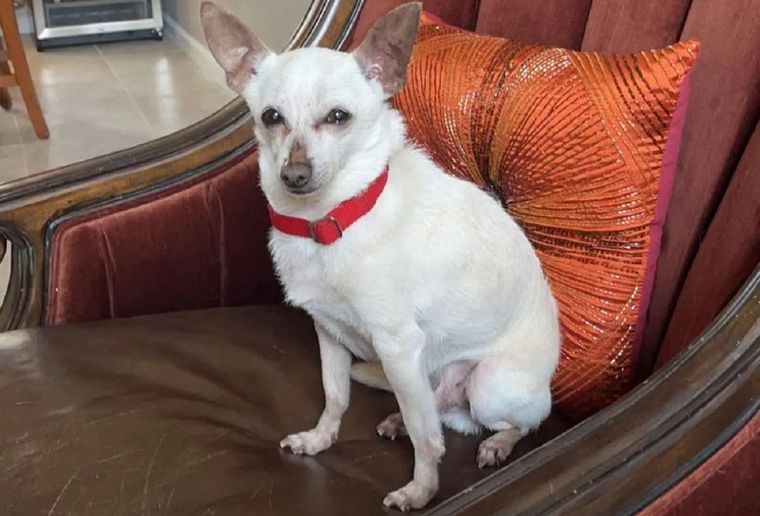 Foto: INSTAGRAM @tobykeith_thechihuahua