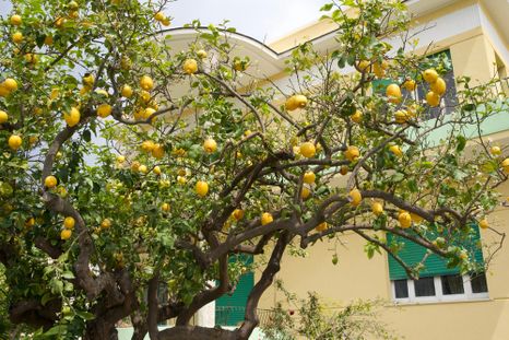 Sus raíces poco invasivas y su tamaño moderado convierten este árbol en ideal para casas con poco espacio. Foto: Shutterstock Sus raíces poco invasivas y su tamaño moderado convierten este árbol en ideal para casas con poco espacio. Foto: Shutterstock