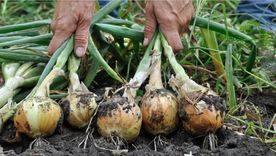 La siembra complementaria contribuye a aprovechar al máximo la tierra, disuadir las plagas y aumentar las cosechas. Foto: Thompson y Morgan