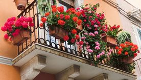 Estas plantas florecen en cualquier temporada. Estas plantas florecen en cualquier temporada.