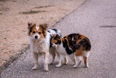 El Concejo Municipal de Rosario comenzará a discutir una iniciativa para fomentar beneficios a quienes adopten perros y gatos que están bajo la tutela del Municipio. Foto: Shutterstock