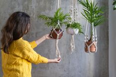 Estas plantas no pueden faltar en tu casa si quieres atraer la abundancia. Foto: Shutterstock
