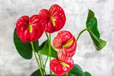Anthurium rojo El Anthurium rojo fortalece las relaciones.