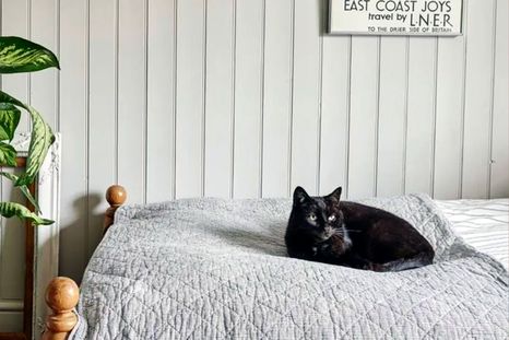 Cada gato no elige un lugar donde dormir al azar: qué significa que duerma con vos. Foto: Archivo Cada gato no elige un lugar donde dormir al azar: qué significa que duerma con vos. Foto: Archivo