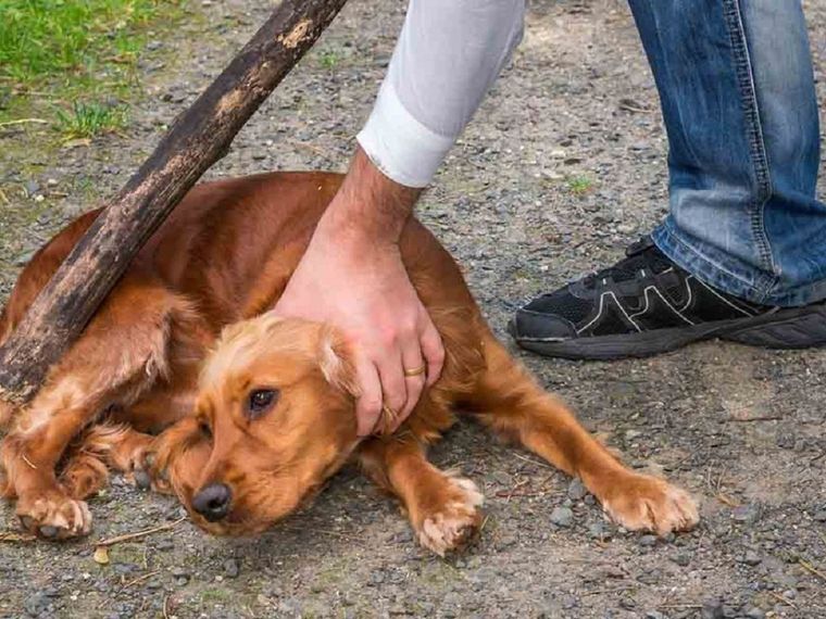El perro fue puesto boca arriba y le dieron fernet mientras se filmaban