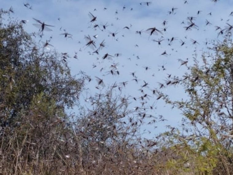 Imágenes de las langostas en la provincia de Córdoba. Foto: Ministerio de Bioagroindustria
