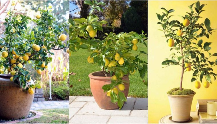 Se recomienda utilizar fertilizantes ricos en nitrógeno, fósforo y potasio. Foto: Archivo