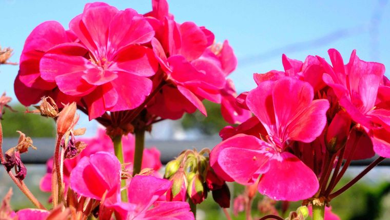 Esta flor brilla en cualquier tipo de jardín.