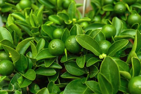 El limonero enano es una gran opción. Fuente: Shutterstock. El limonero enano es una gran opción. Fuente: Shutterstock.