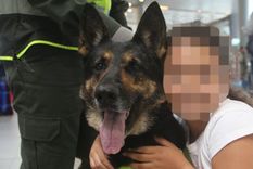 La perra colombiana por cuya cabeza ofrecen US$70.000